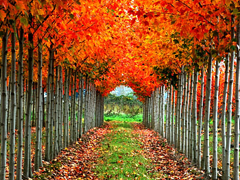 Autumn Trees, trees, autumn, beautiful HD wallpaper
