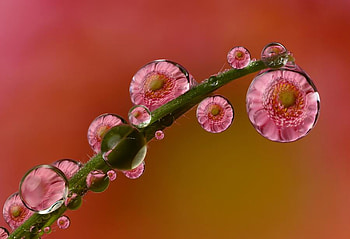 reflection, pink, flowers, dew HD wallpaper