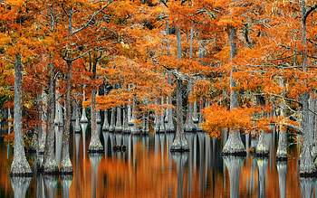 Fall in Georgia, cypresses, leaves, trees, colors, autumn, water, reflections HD wallpaper