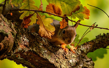 Animals, Squirrel, Leaves, Wood, Tree, Branch, Oak HD wallpaper