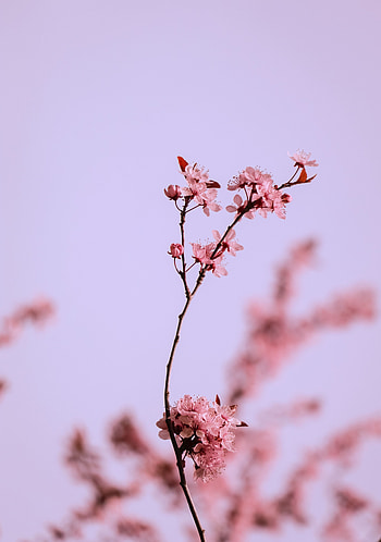Flowers, Cherry, Pink, Macro, Branch HD phone wallpaper