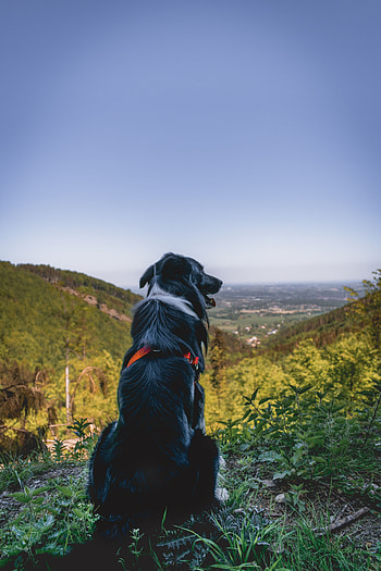 Animals, Mountains, Vertex, Top, Dog, Is Sitting, Sits HD phone wallpaper