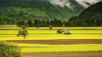 Nature, Trees, Grass, Sky, Meadow HD wallpaper