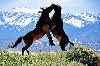 Shall We Dance ?, meadow, mountains, jumping, 2 horses HD wallpaper