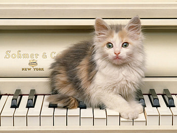 Animals, Cats HD wallpaper