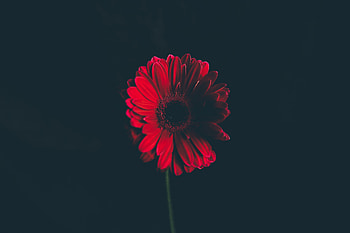 Flowers, Flower, Bud, Black Background, Stem, Stalk HD wallpaper