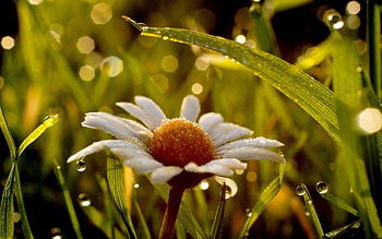Grass, Camomile, Macro, Shine, Light, Wet, Moisture, Dew, Chamomile HD wallpaper