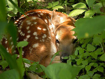 Little Deer, cool, , deer, little HD wallpaper