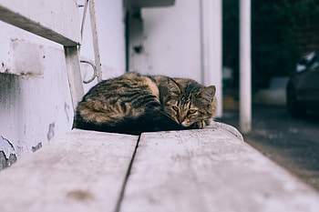 Animals, Cat, Lies, Street HD wallpaper
