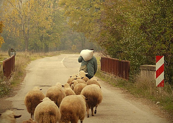 On the road, bulgaria, bridge, , country, sheeps HD wallpaper