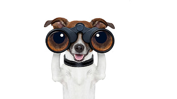 I see you!, animal, dog, white, black, glasses, funny, jack russell terrier, caine HD wallpaper