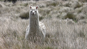 Wild llama in nature, Jungle adventure, Llama in its habitat, Nature's wonders HD wallpaper