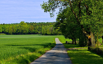 Nature, Trees, Grass, Summer, Road, Greens, Field HD wallpaper