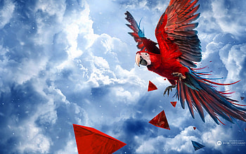 Parrot Blue Sky, sky, blue, parrot HD wallpaper