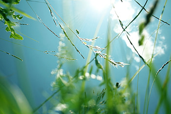 Grass, Macro, Shine, Light, Branches, Light Coloured HD wallpaper