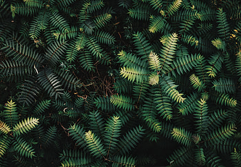 Leaves, Bush, Macro, Branches HD wallpaper