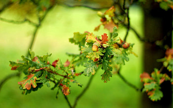 Leaves, Plant, Macro, Branch, Greens HD wallpaper