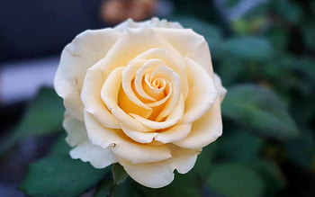 Rose, plant, flower, macro HD wallpaper