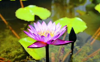 Austin botanical garden III., softness, graphy, , spring, summer, purple, abstract, flower, water lily, nature HD wallpaper