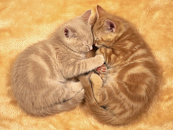 Animals, Couple, Pair, Sleep, Dream, Toddlers, Kids, Kittens HD wallpaper