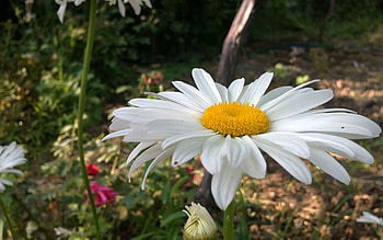 Plants, Flowers, Camomile HD wallpaper