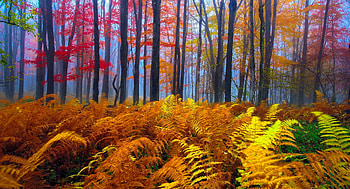 Fall colors, colorful, fall, trees, colors, autumn, beautiful, forest HD wallpaper