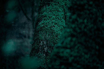 Leaves, Macro, Wood, Tree, Vegetation, Moss HD wallpaper