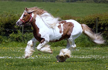 Animals, Grass, Mane, Horse, Run, Running, Horse Racing HD wallpaper