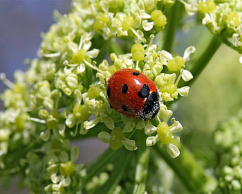 Flowers, doryphore, green, red HD wallpaper