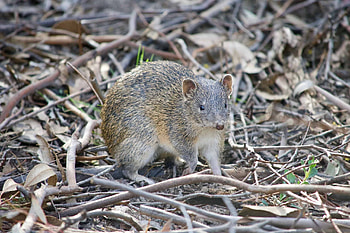 Bandicoot graphy, Mesmerizing , Captivating wildlife, Fascinating creatures HD wallpaper