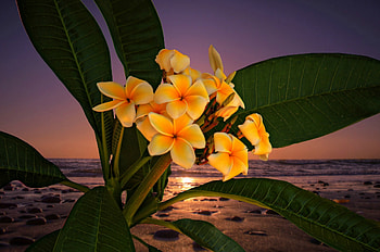 Plumerias At Sunset, plumeria, plumerias, rocks, beach, leaves, sky, water, sunset, ocean HD wallpaper