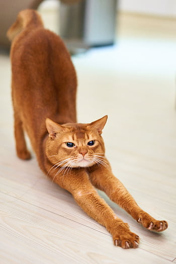 A cute ginger cat stretches on a wooden floor, showing its flexible feline body. HD phone wallpaper