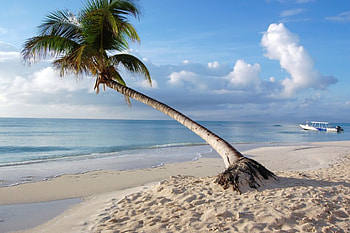 Palm Tree, sea, palms, sand, tropics, palm, beaches, beach, Maldives, sky, palm trees HD wallpaper