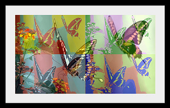 Butterfly PopArt, butterflies, bright, explosive, colors, flying HD wallpaper