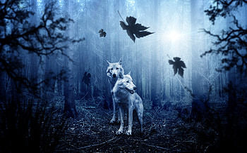Wolf Predator Forest , wolf, animals, forest, graphy HD wallpaper