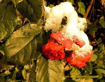 Roses with Snow, winter, roses, snow, red, flowers HD wallpaper