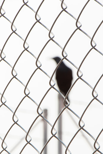 Silhouette, Miscellanea, Miscellaneous, Bird, Grid HD phone wallpaper
