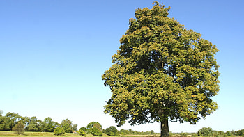 Linden Tree, silver linden, shimmering tree, Arbor Day HD wallpaper