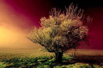 hop artwork, nature, hop, tree, sunset HD wallpaper