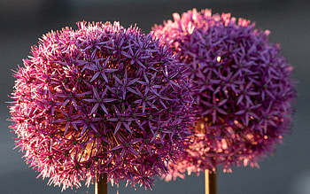 Allium, nature, pretty, flower HD wallpaper