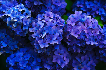 Flowers, Bloom, Flowering, Flower Bed, Flowerbed, Garden, Hydrangea, Inflorescences, Inflorescence HD wallpaper
