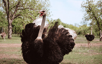 Texas ostrich industry, Rise and fall, Wildlife economics, Avian farming HD wallpaper