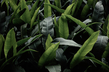 Leaves, Plant, Macro HD wallpaper