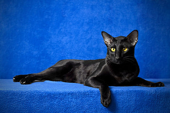 Animals, Cat, Blue Background, Oriental HD wallpaper