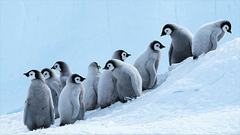 Penguin, Best , Cool and trendy, Digital artistry HD wallpaper
