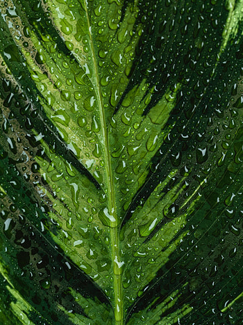 Drops, Macro, Sheet, Leaf, Veins HD phone wallpaper
