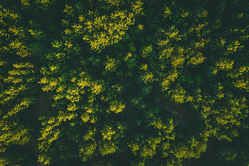Aerial shot, dense forest, trees HD wallpaper