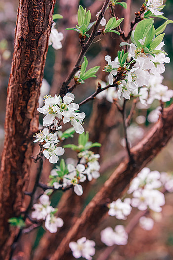 Flowers, Trees, Bloom, Flowering, Garden HD phone wallpaper