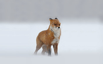 Animals, Winter, Snow, Fox, Redhead, Snowstorm, Looks HD wallpaper