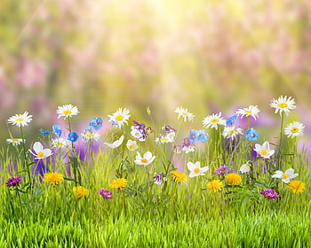 Spring, spring, nature, flowers HD wallpaper